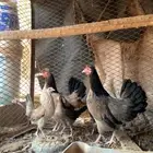 للبيع دجاج عربي دم صافي