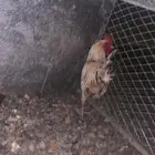 ديك بلدي وشبك
