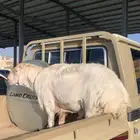 للبيع فحل
