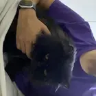 قط شيرازي للبيع