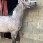 مهره شعبيه