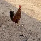 ديك