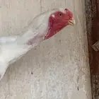ديك فارسي حجازي   ديك امريكي هجين