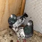 جوز شينا مطير درجه اولى(تم البيع)