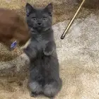 قطط