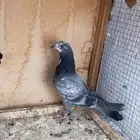 جوز طبات شينا درجه اولى