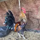ديك ماكنتوش اصيل