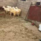 خرفان حريات ذبايح