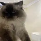 قط هملايا ذكر للتبني في مكة