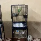 ببغاء للبيع