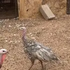 دجاج رومي