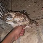 دجاج