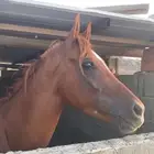 خيل