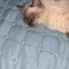 قطه للبيع