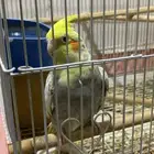 للبيع عصافير الكروان