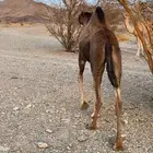 بكرة سمين