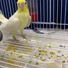 ذكر كروان لاتينو