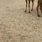 قعود فردي اشعل