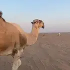 بعير من انتاج ابن غصين و وسمه عليه سنه رباع