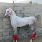 حصان شعبيي كفووو