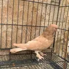 حمام ايراني