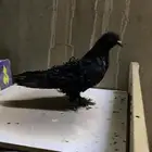 للبيع حمام زينه