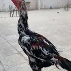 ديك باكستاني سندي