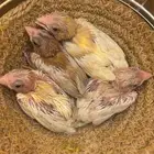 فروخ كناري