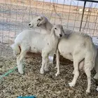 شياه ولد