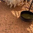 حريات لبانيه