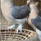 حمام