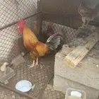 دجاج بلدي على السوم
