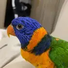 ببغاء لوري مفقود ب حي النظيم