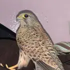 صقر