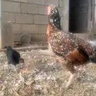 دجاج باكستاني