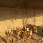 دجاج بلدي