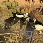 تيوس وجفار