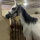 فرس شعبيه