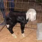 داغور نجدي خروف