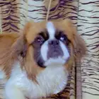 كلب بكيني للبيع