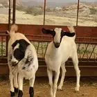 جفار بيشيات مراح واحد