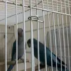 جوز كويكر منتج