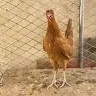 دجاجه