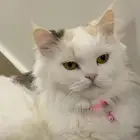 قطه للتبني