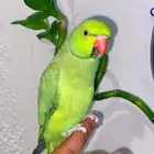 ببغاء دره اليف وهدد ومتكلم