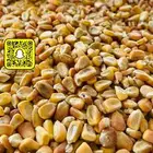 ذرة صفراء حب