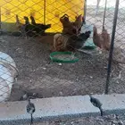 دجاج تركي فاخر جروم كبار