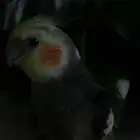 طير كروان للبيع