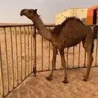 بكره تماميه كفو للبيع