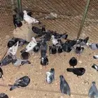 حمام بلدي الصحه شرط